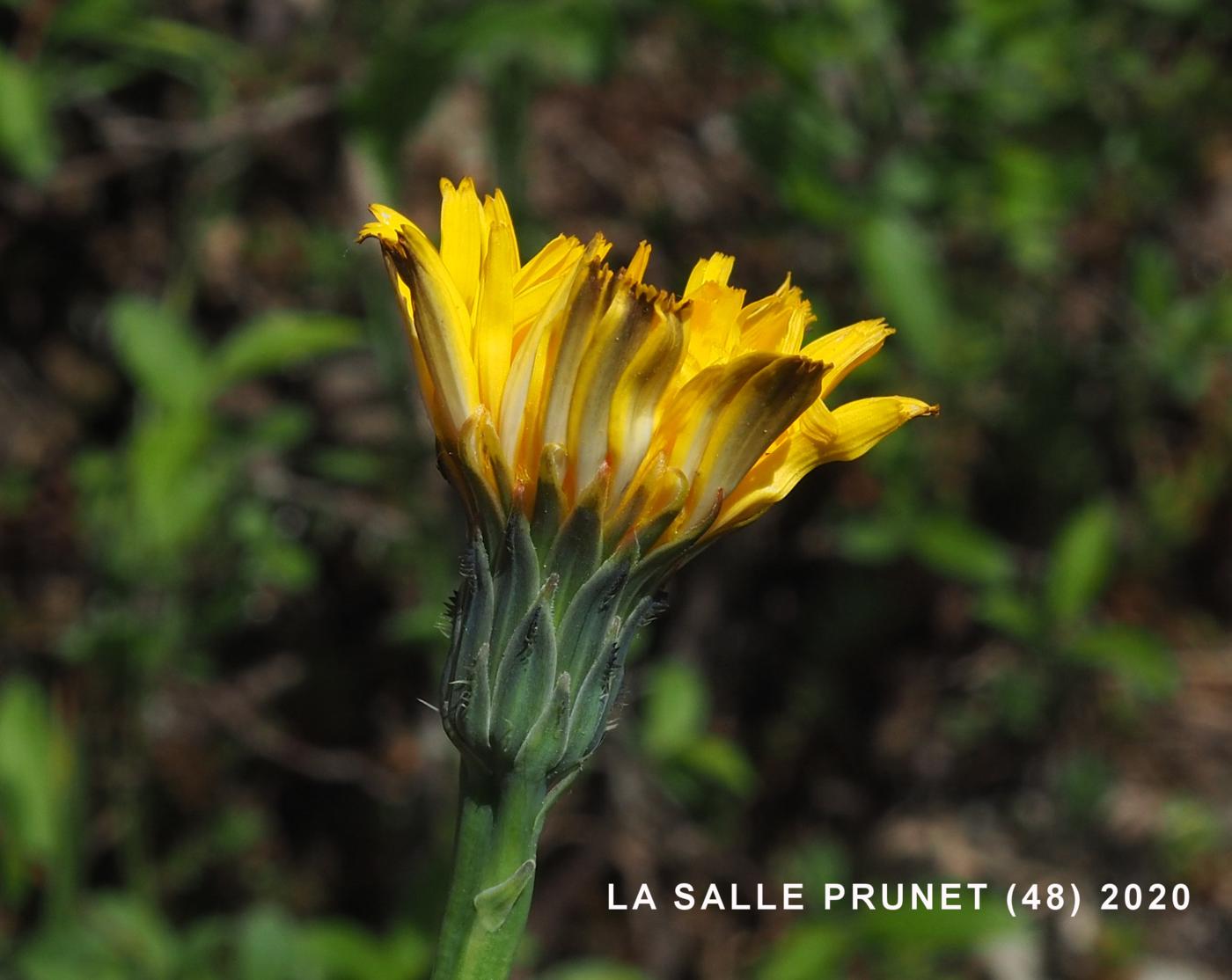 Cat's-ear flower